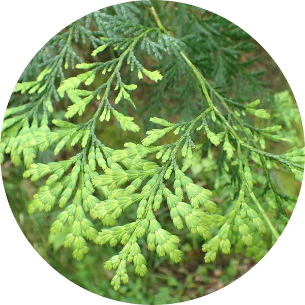 Living Libations - Siam Wood Essential Oil (5ml)